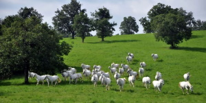 Dnevni izlet v Lipico in Trst